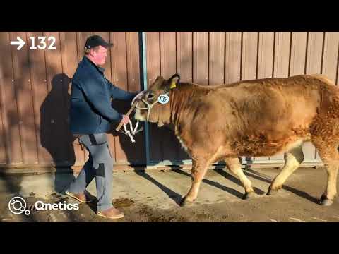 Fleischrindertage Katalognummer 132