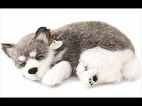 Alaskan Husky