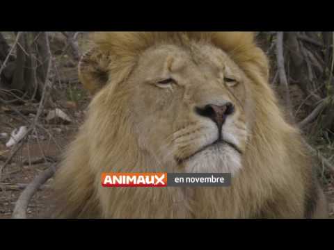 En Novembre sur Animaux BisTV AB Thématiques via AERVI Boutique