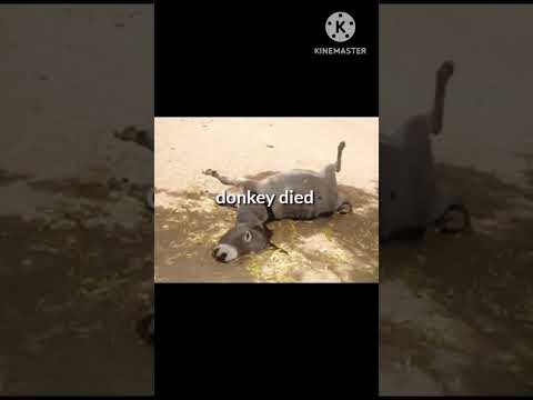 inky pinky ponky daddy bought donkey song#shortsviral