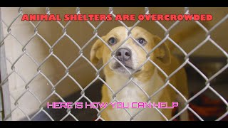 Overcrowding of Animal Shelters: How You Can Help