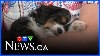 How to help animals in need even if you can't adopt