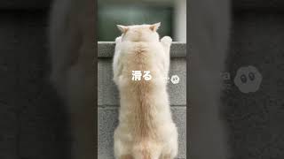 猫がなかなか登れなかった壁→ついに成功した瞬間【猫あるある】AIアニメ