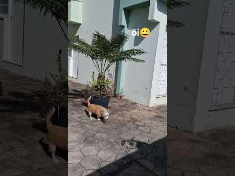 Scottynho 🐾 amorzinho 🐾 #petsfofinhos #amor #cachorro #riopardo #riograndedosul