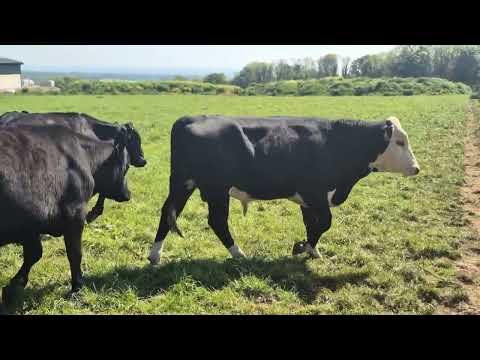 12 Bullocks for sale - Image 2