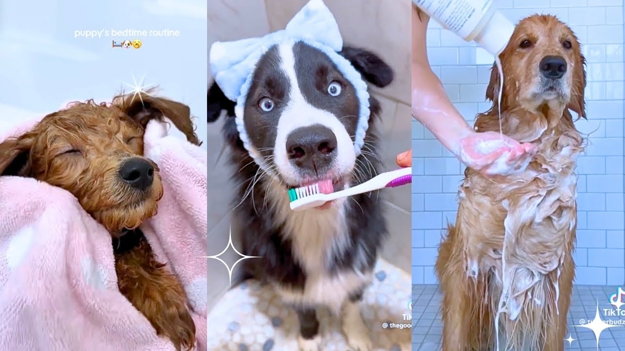 Satisfying Dog Grooming & Bathing Asmr ✨🐾 TikTok Compilation