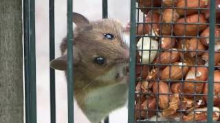 Mouse Bird Feeder Garden Cottage Scone Perth Perthshire Scotland