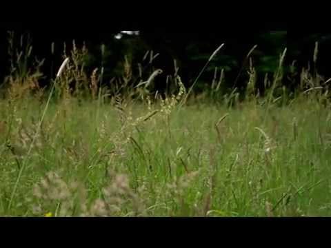 Promo Beachparty Recht 2013