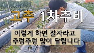 고추 1차추비 이렇게 하면 잘 자라고 주렁주렁 많이 달립니다.  #고추 잘 가꾸는 방법 #고추 추비 시기