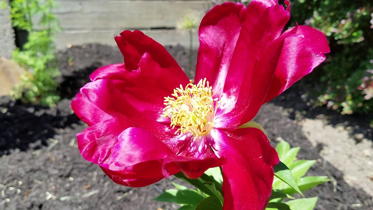 Charles Burgess peony