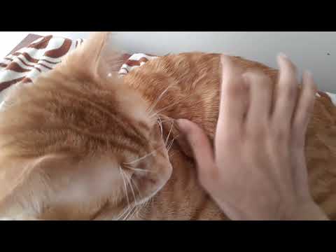 shapoor enter to 80s😂