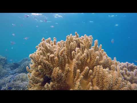 Dragos Moldovan - Am sa iti spun din nou (Official Video)