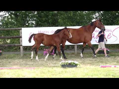 FOREVER DES FLAGUES Z