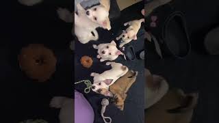 Jack Russell Terrier Puppies Videos