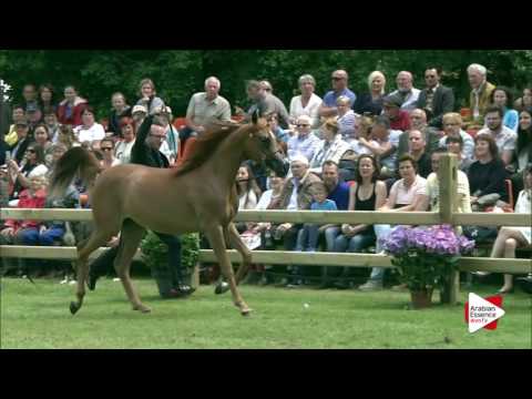 Bruges 2016 - Yearling Fillies INT Ch