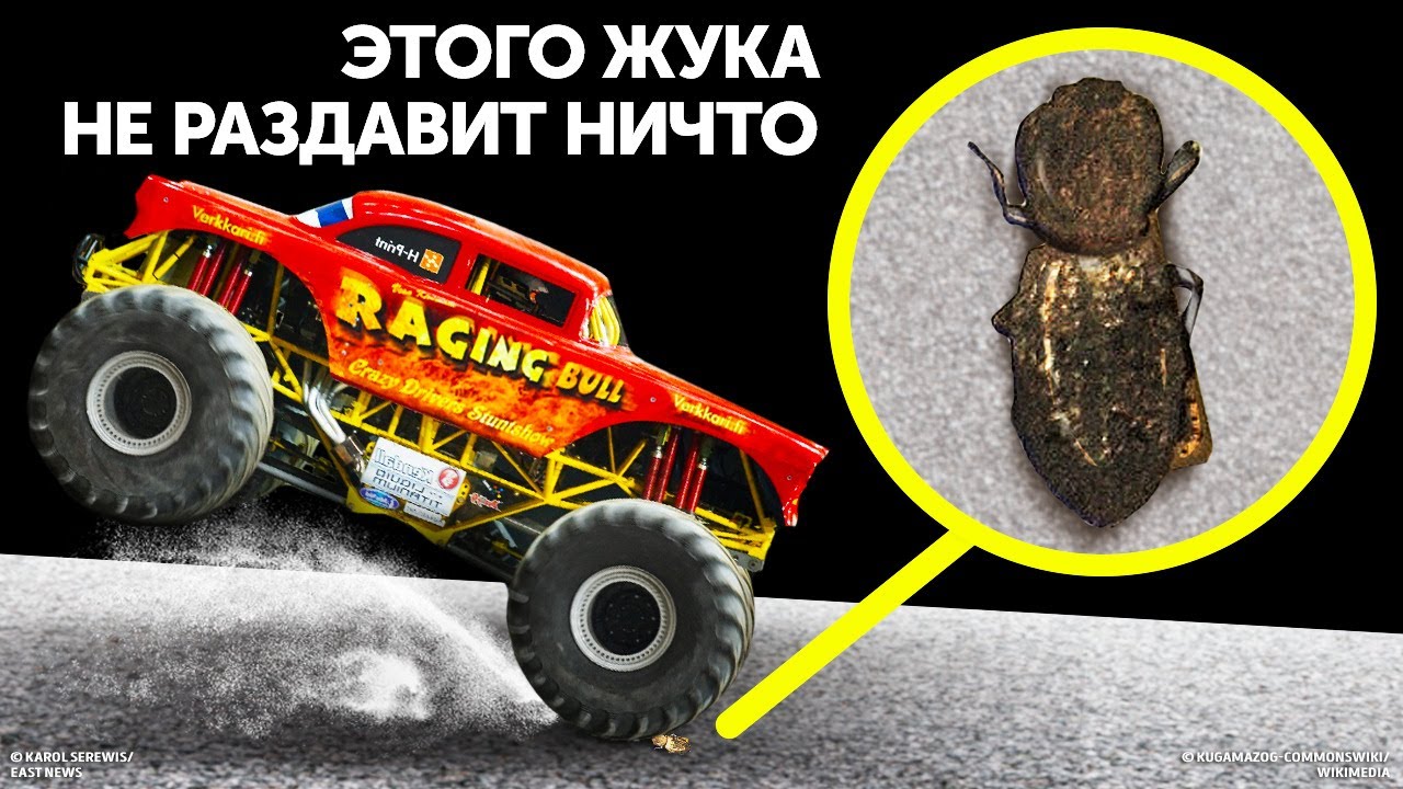Жук-броненосец, который не боится автомобилей, и другие насекомые со сверхспособностями