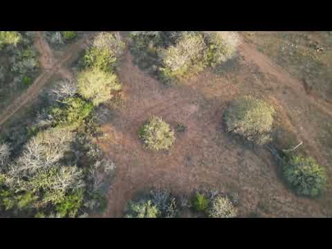 Bird's-eye view of Tamaulipan thornscrub!