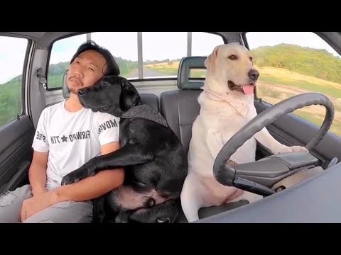 Quand votre chien vous surpasse meilleures vidéos de chiens