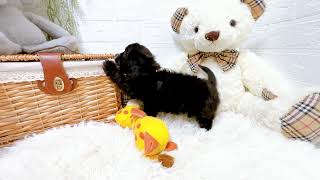 ハーフ犬の動画01