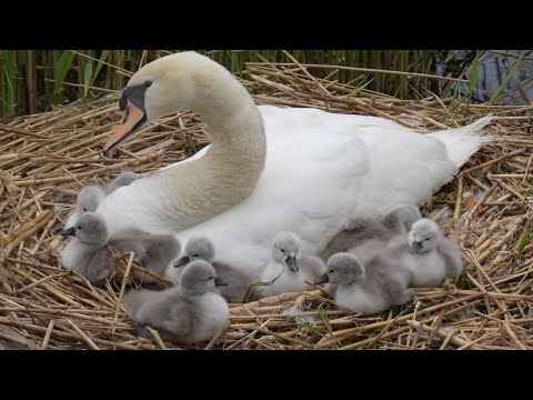 Swan Cygnets Adorable at 2 Days Old | Mute Swan | Discover Wildlife | Robert E Fuller