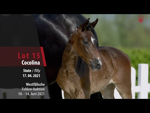 Westfälische Fohlen-Auktion Lot 15 Cocolina Stute v . Comme il faut NRW - Calvador
