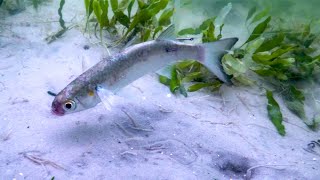 How To Rig Live Mullet (UNDERWATER VIEW)