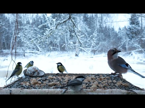 🔴 Forest Bird Feeder | Relaxing Nature Sounds from the Forest [ 2026/1/2 ]