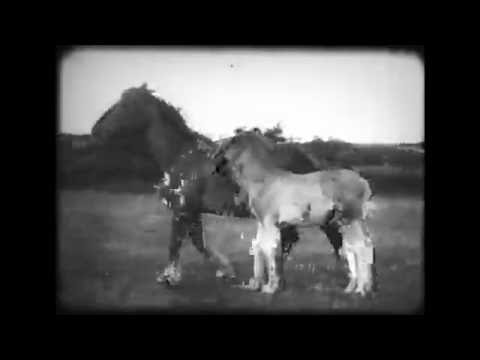 125 Jahre Schleswiger Kaltblut