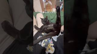 これぞ、ぱっかん #shorts #猫のいる暮らし #ねこライフ #cat #猫のいる風景  #catshorts
