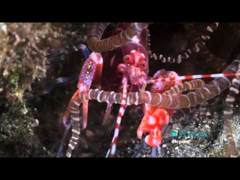 The sound of a snapping shrimp