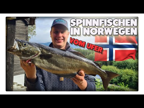 Pollack angeln in Norwegen vom Ufer – mit Spinnrute und Gummifisch erfolgreich