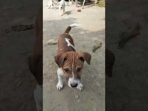 Cute Puppy #funny #doglover #dogowner #pets #animals #dog