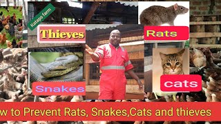 How to chase away  Rats, Snakes, Thieves, etc from your poultry House