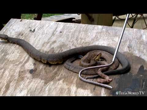 Up close and venomous: See the difference, watersnake vs. cottonmouth