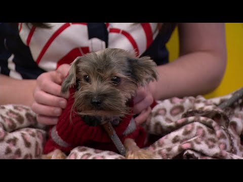 Clear the Shelters: Meet Blue Ballet Squash - YouTube