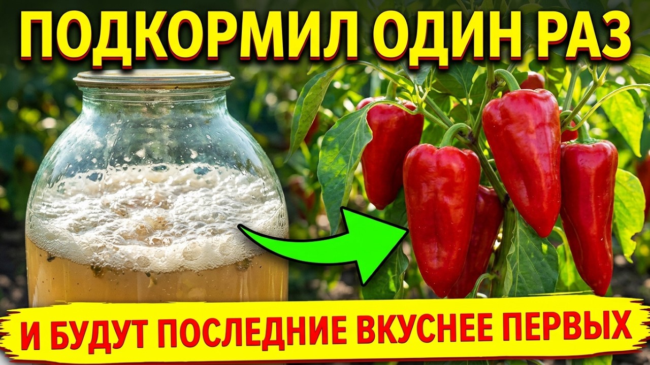 🥄 Кухонная ПОДКОРМКА на НАЛИВ ПЛОДОВ! 1 Литр на куст и перцы НАЛЬЮТСЯ НА ГЛАЗ