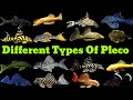 Pleco Fish Types | Different Types Of Pleco Fish