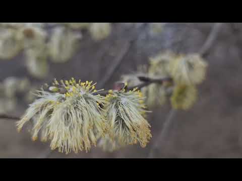 Plyve kacha @SoulMusicRelax