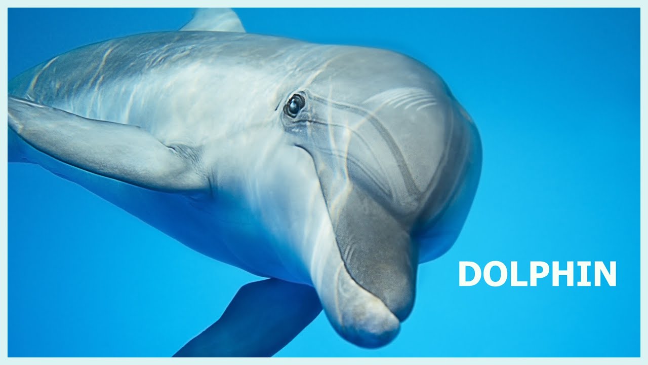 Circles of Harmony: How Dolphins Regulate Group State Through Sound