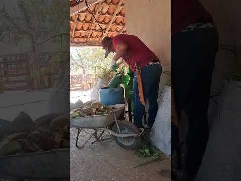 Fazenda Montes claro curimata sul do Piauí