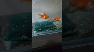 金魚の餌やり～