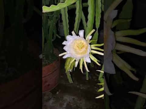 #flowers #1k#1million