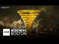 Treasure hunt winner explains how he found golden trophy in Massachusetts