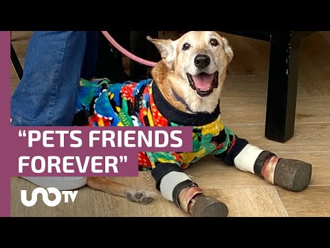 La campaña de Soriana, Purina y Milagros Caninos que busca ayudar a mascotas rescatadas