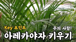 아레카야자 키우기 주의 사항!! #엉클플랜트 #식물키우기 #아레카야자키우기