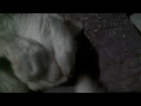 Captura 1 27 03 2021 07 13 p m