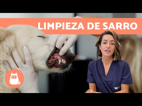 Cómo ELIMINAR el SARRO DENTAL en PERROS 🐶🦷 (Prevención y Limpieza de Sarro en Perros)