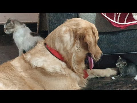 dog meets mom cat and kittens || funny dog and kittens video
