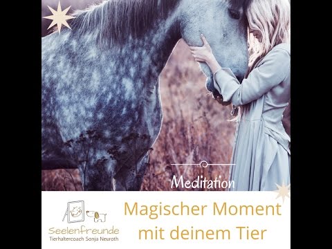 Meditation: Magischer Moment mit deinem Tier