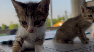 Cute kittens 😻 || funny kittens 😸|| Which one of these kittens is cuter? || Cats story✨